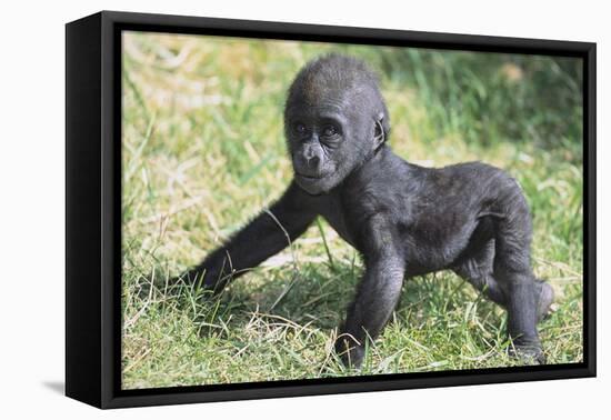 Gorilla-DLILLC-Framed Premier Image Canvas