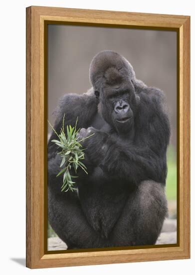 Gorilla-DLILLC-Framed Premier Image Canvas