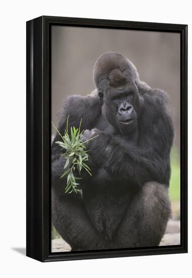 Gorilla-DLILLC-Framed Premier Image Canvas