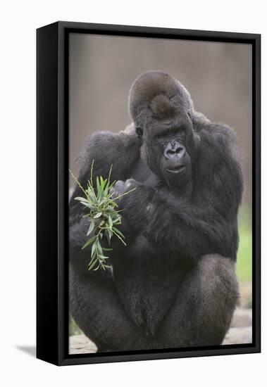 Gorilla-DLILLC-Framed Premier Image Canvas