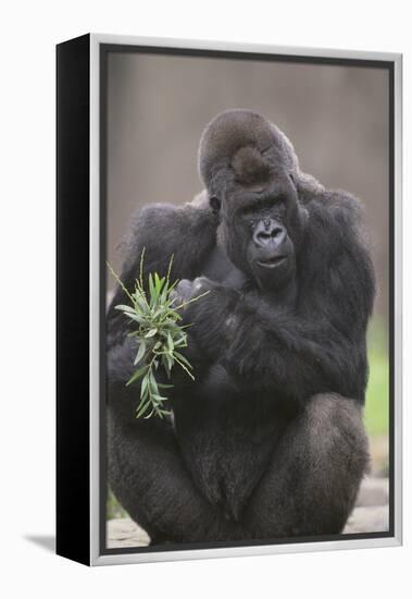 Gorilla-DLILLC-Framed Premier Image Canvas