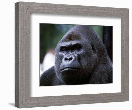 Gorilla-null-Framed Photographic Print