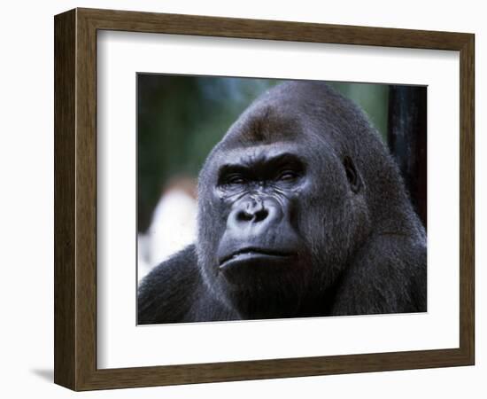 Gorilla-null-Framed Photographic Print