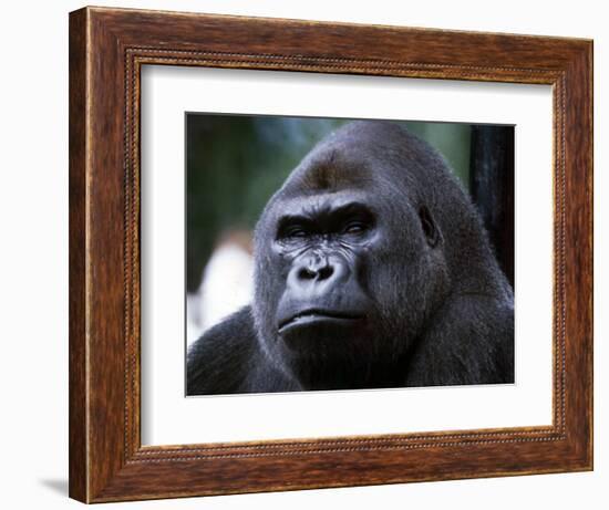 Gorilla-null-Framed Photographic Print