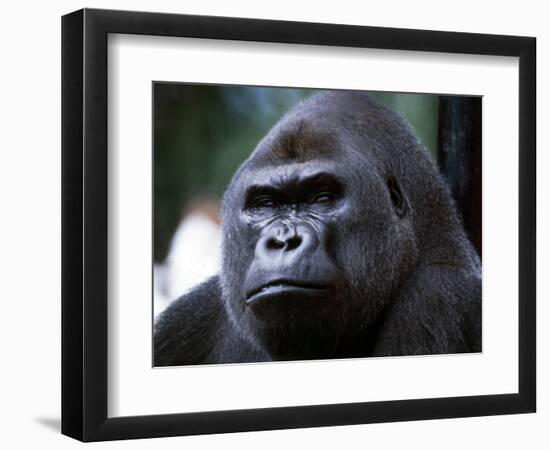 Gorilla-null-Framed Photographic Print