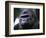 Gorilla-null-Framed Photographic Print