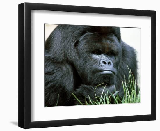 Gorilla-null-Framed Photographic Print