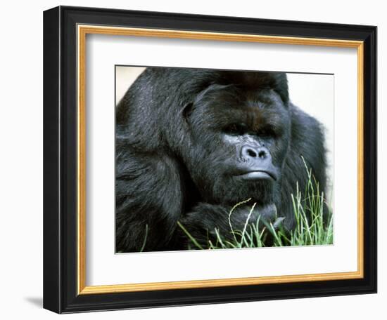 Gorilla-null-Framed Photographic Print