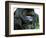 Gorilla-null-Framed Photographic Print