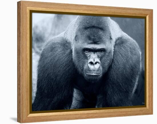 Gorilla-Gordon Semmens-Framed Premier Image Canvas