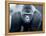 Gorilla-Gordon Semmens-Framed Premier Image Canvas