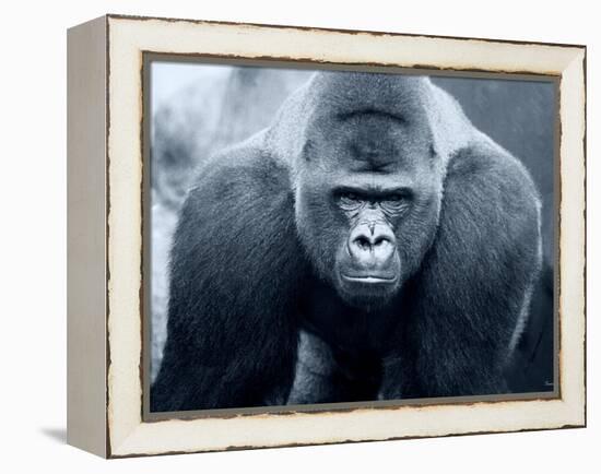 Gorilla-Gordon Semmens-Framed Premier Image Canvas