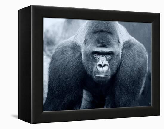 Gorilla-Gordon Semmens-Framed Premier Image Canvas