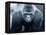 Gorilla-Gordon Semmens-Framed Premier Image Canvas