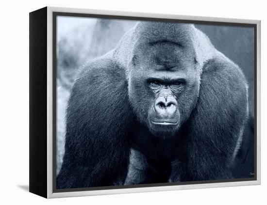 Gorilla-Gordon Semmens-Framed Premier Image Canvas