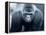 Gorilla-Gordon Semmens-Framed Premier Image Canvas