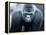 Gorilla-Gordon Semmens-Framed Premier Image Canvas