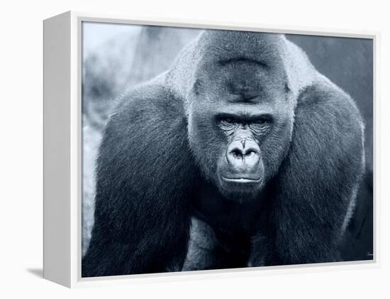 Gorilla-Gordon Semmens-Framed Premier Image Canvas