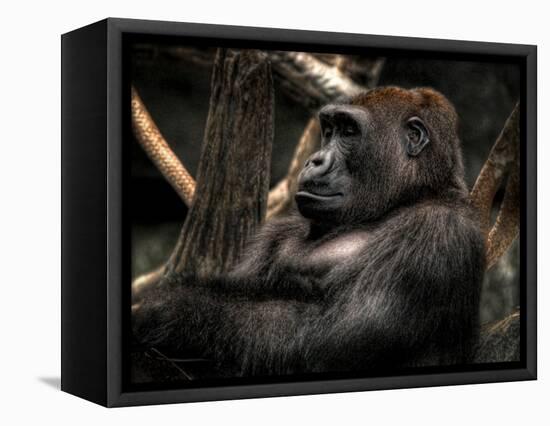 Gorilla-Stephen Arens-Framed Premier Image Canvas