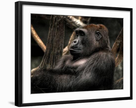 Gorilla-Stephen Arens-Framed Photographic Print