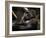 Gorilla-Stephen Arens-Framed Photographic Print