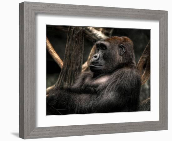 Gorilla-Stephen Arens-Framed Photographic Print