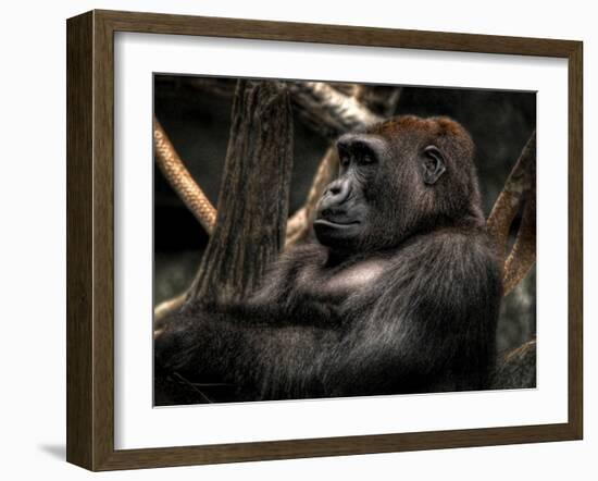 Gorilla-Stephen Arens-Framed Photographic Print