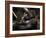 Gorilla-Stephen Arens-Framed Photographic Print