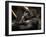 Gorilla-Stephen Arens-Framed Photographic Print