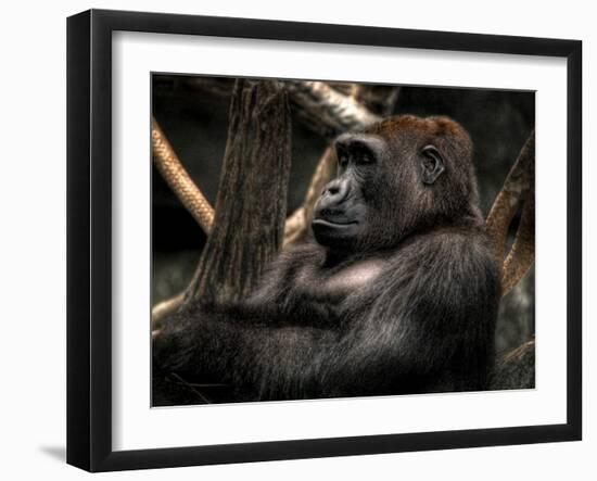 Gorilla-Stephen Arens-Framed Photographic Print