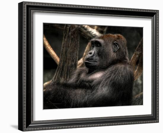 Gorilla-Stephen Arens-Framed Photographic Print