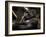 Gorilla-Stephen Arens-Framed Photographic Print