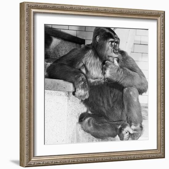 Gorilla-Sam Dunton-Framed Photographic Print