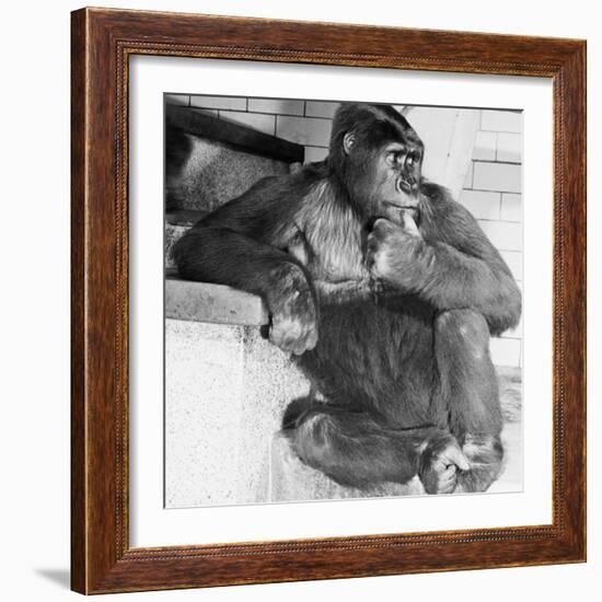 Gorilla-Sam Dunton-Framed Photographic Print