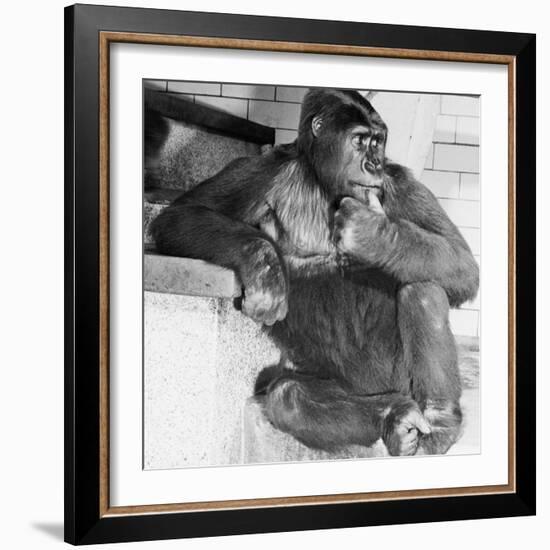 Gorilla-Sam Dunton-Framed Photographic Print