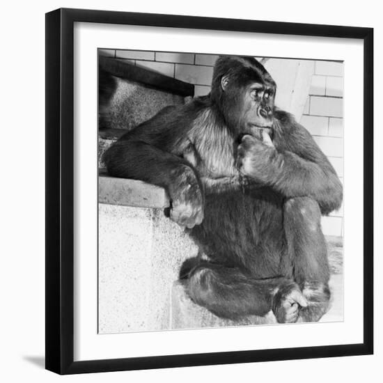 Gorilla-Sam Dunton-Framed Photographic Print