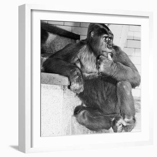 Gorilla-Sam Dunton-Framed Photographic Print