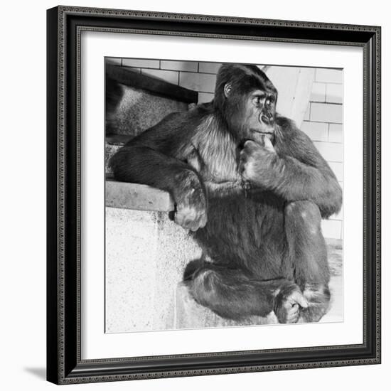 Gorilla-Sam Dunton-Framed Photographic Print