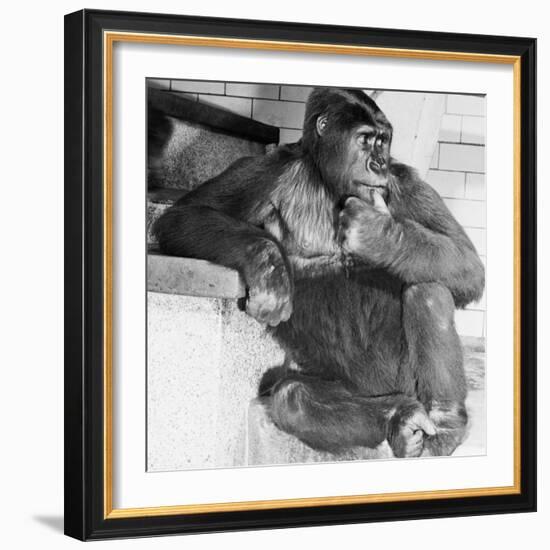 Gorilla-Sam Dunton-Framed Photographic Print