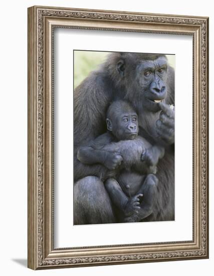 Gorilla-DLILLC-Framed Photographic Print