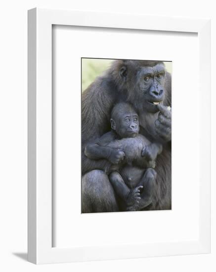 Gorilla-DLILLC-Framed Photographic Print