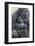 Gorilla-DLILLC-Framed Photographic Print