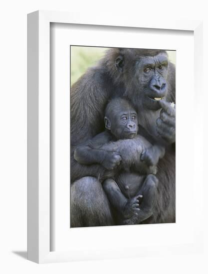 Gorilla-DLILLC-Framed Photographic Print