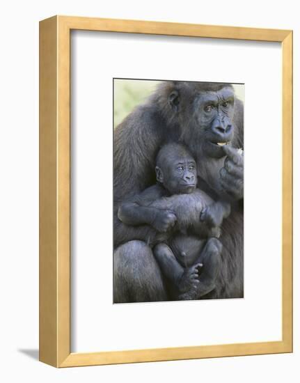 Gorilla-DLILLC-Framed Photographic Print