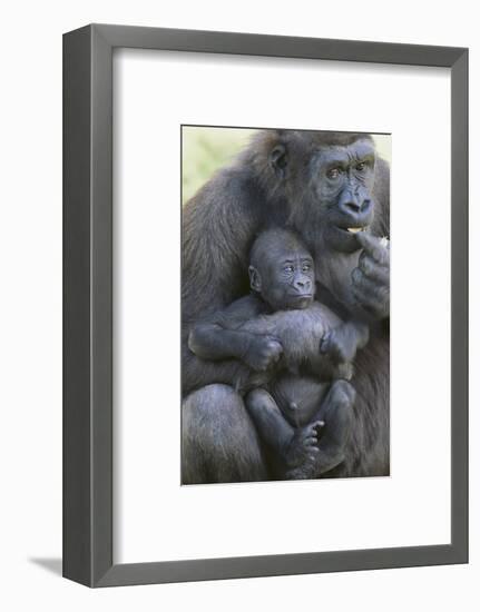 Gorilla-DLILLC-Framed Photographic Print