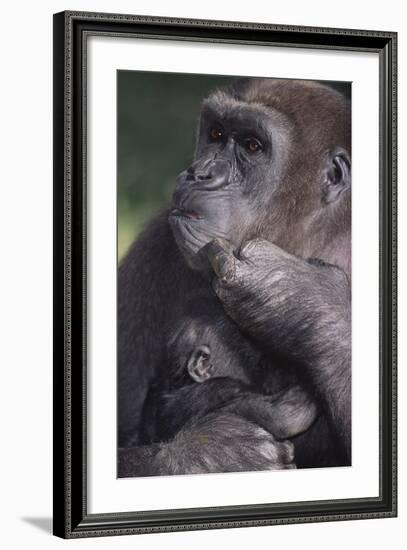 Gorilla-DLILLC-Framed Photographic Print