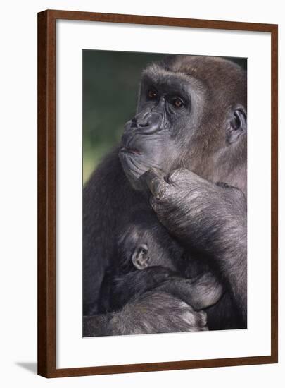 Gorilla-DLILLC-Framed Photographic Print