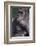 Gorilla-DLILLC-Framed Photographic Print