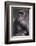 Gorilla-DLILLC-Framed Photographic Print