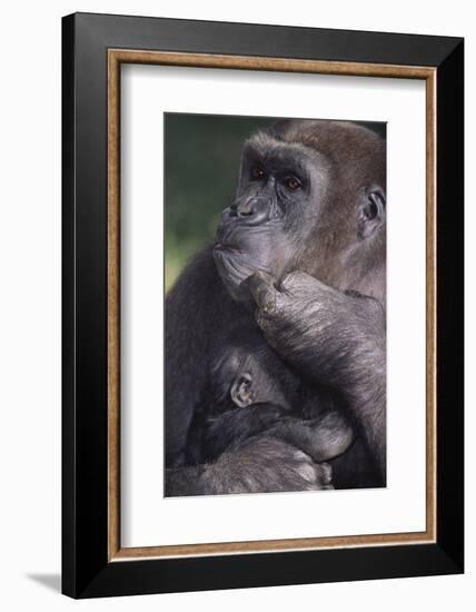 Gorilla-DLILLC-Framed Photographic Print